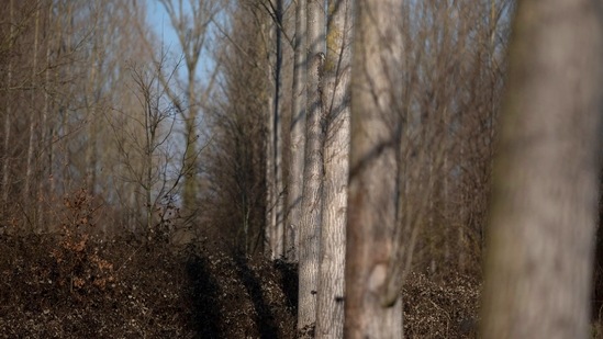 Pepohonan berbaris di kayu di luar Slow Cabin di Zandbergen, Belgia, Minggu, 28 Februari 2021. Kabin Lambat ini, yang dibangun di pedesaan Belgia, adalah cara baru untuk berlibur di masa pandemi: dalam kesunyian total dan di tengah tidak kemana-mana. Kabin kayu sepenuhnya berkelanjutan, asalkan Anda tidak mandi terlalu lama dan Anda bisa hidup tanpa Wi-Fi. (Foto AP / Virginia Mayo) (AP)