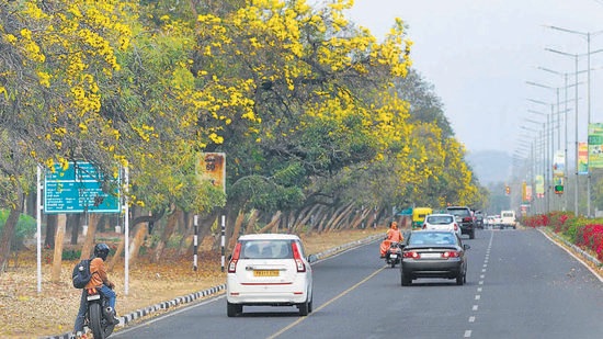 Amaltas, also known as the golden shower trees, in full bloom on the dividing road of Sectors 9 and 10 in Chandigarh. (Keshav Singh/HT) Amaltas, also known as the golden shower trees, in full bloom on the dividing road of Sectors 9 and 10 in Chandigarh. (Keshav Singh/HT)