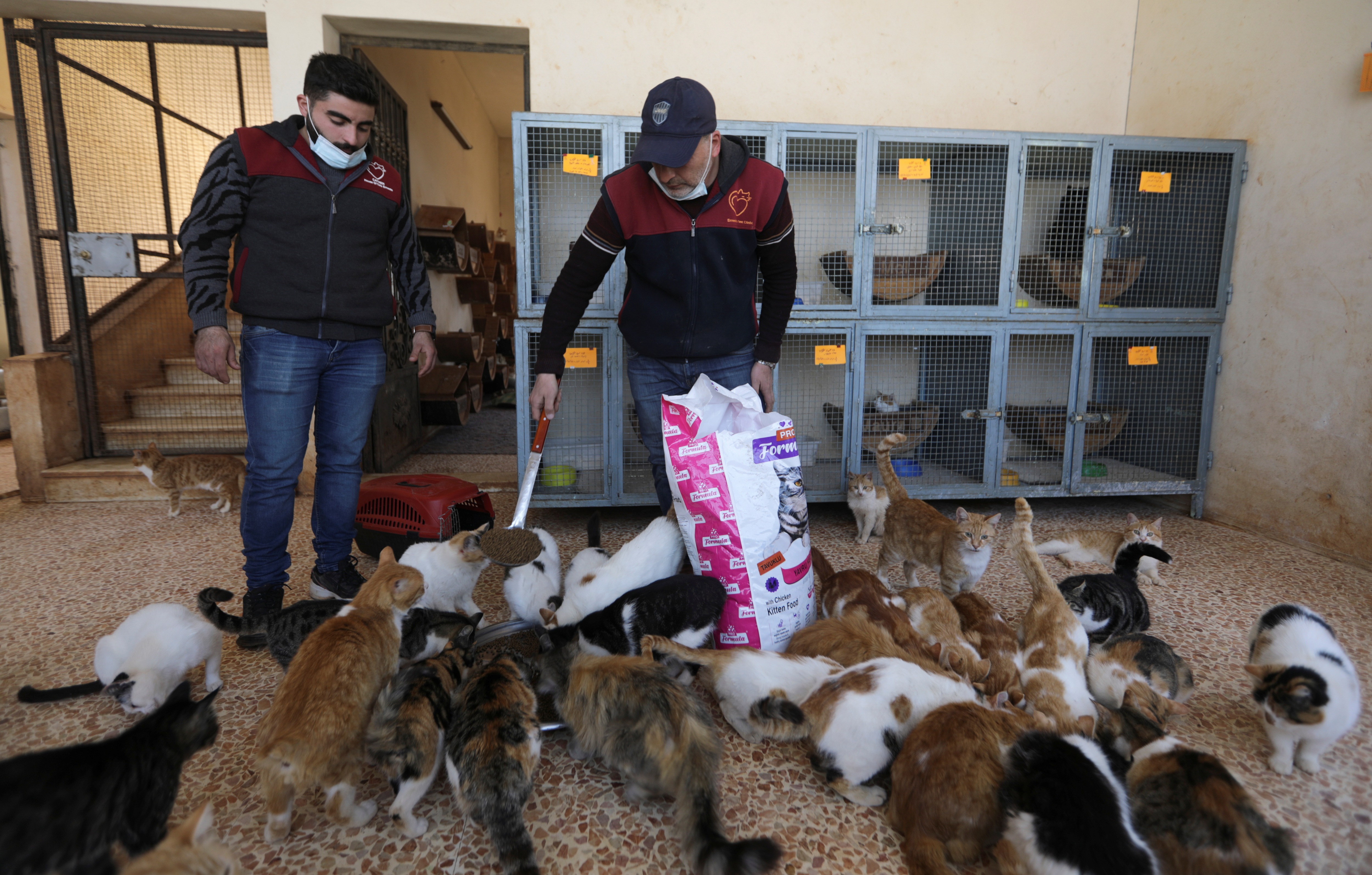 Manager of Ernesto's sanctuary for cats, Mohamad Wattar, feeds the cats in Idlib, Syria. (REUTERS)
