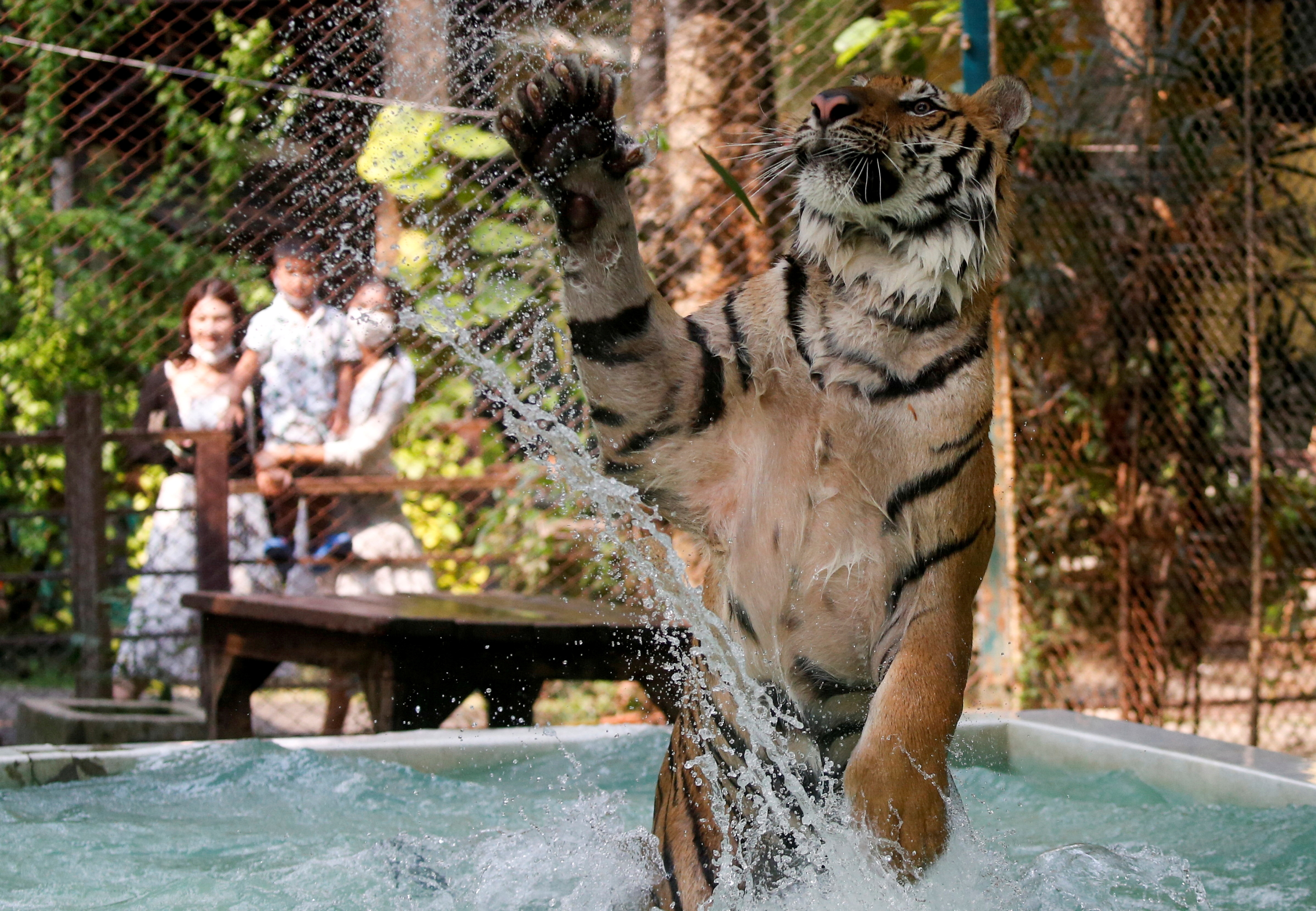 A tiger plays in water at a tiger zoo in Chaing Mai, Thailand March 31, 2021. (REUTERS)