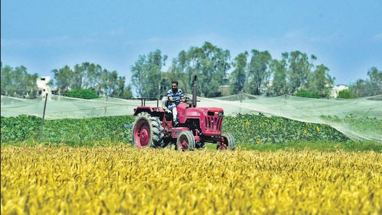 A farmer tending to his field on a sunny Friday at PAU in Ludhiana on Friday. (Gurpreet Singh/HT) A farmer tending to his field on a sunny Friday at PAU in Ludhiana on Friday. (Gurpreet Singh/HT)