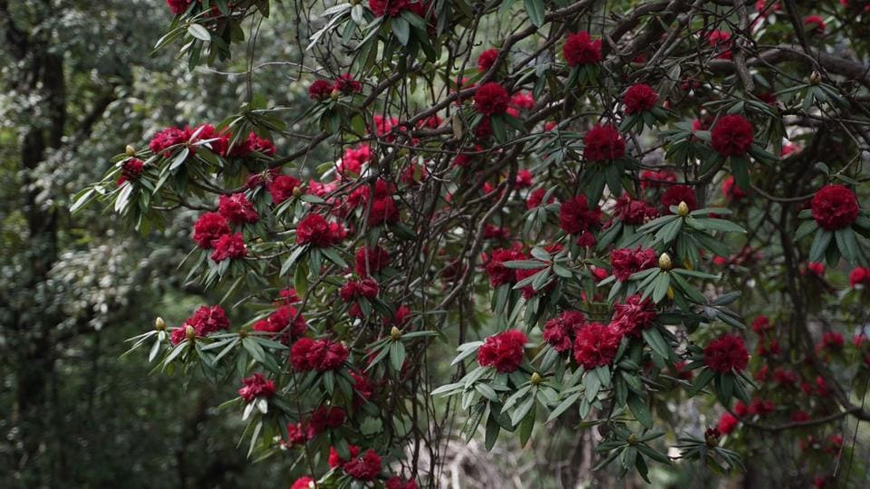 Rhododendron in bloom on a hillside in Shimla. (Deepak Sansta/HT) Rhododendron in bloom on a hillside in Shimla. (Deepak Sansta/HT)