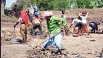 MGNREGS is climate-smart, contributing to both mitigation and adaptation (ANI) MGNREGS is climate-smart, contributing to both mitigation and adaptation (ANI)