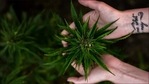 Study links cannabis use disorder with more complications after spinal surgery(Photo by davide ragusa on Unsplash) Study links cannabis use disorder with more complications after spinal surgery(Photo by davide ragusa on Unsplash)