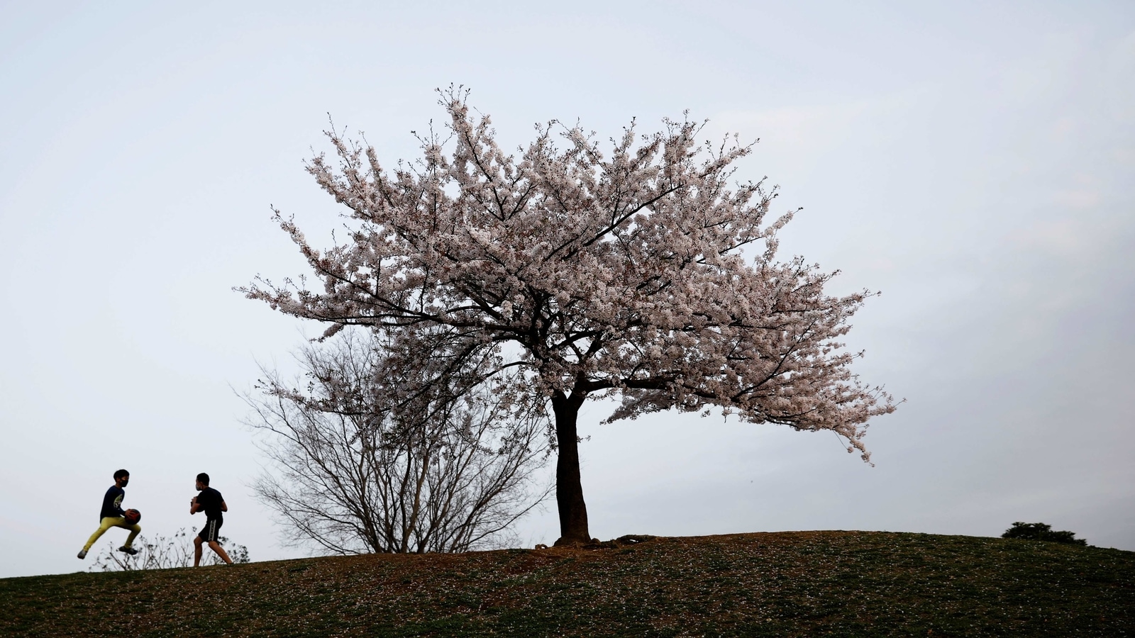 Photos Cherry Blossoms bloom early in Japan as climate warms Hindustan Times
