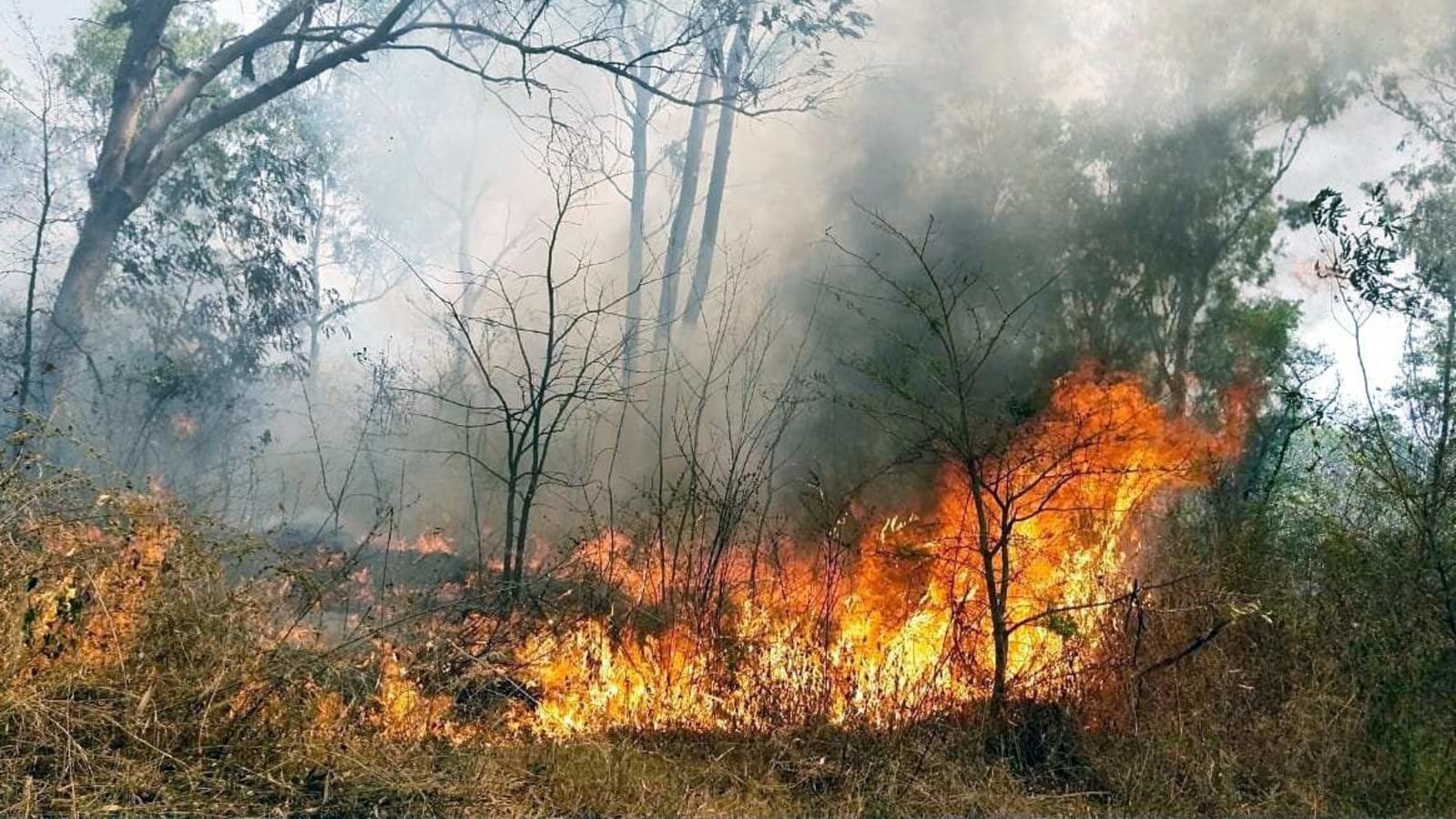 case study on forest fire in india