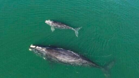A North Atlantic right whale mother and calf in waters near Wassaw Island.(AP) A North Atlantic right whale mother and calf in waters near Wassaw Island.(AP)