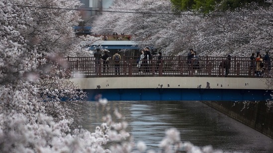 Visitors take pictures on a bridge as cherry blossoms bloom over Meguro River, in Tokyo, on March 28. "Our studies have shown that the start of cherry blossom season is closely linked with the average temperature in February and March," Shunji Ambe, a Japan Meteorological Agency official, told AFP.(Kiichiro Sato / AP)