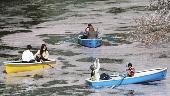 Visitors enjoy blooming cherry blossoms from paddle boats in Tokyo, on March 29. Of the 58 officially designated "observation cherry trees" across Japan, 24 began to flower at the earliest date on record. 14 also reached full bloom in record time. AFP reported citing the Japanese national weather agency data.(Koji Sasahara / AP)