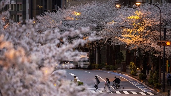 Commuters walk across a street under a canopy of cherry blossoms, in Tokyo, on March 28. Japan's sakura or cherry blossom season is feverishly anticipated by locals and visitors alike, although this year foreign tourists have been kept away by virus border restrictions.(Kiichiro Sato / AP)