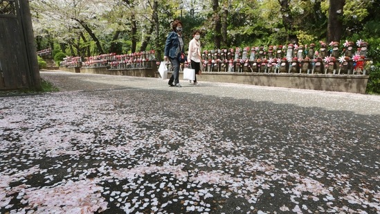 Pedestrians wearing face masks walk under cherry blossoms in Tokyo, on March 30.(Koji Sasahara / AP)