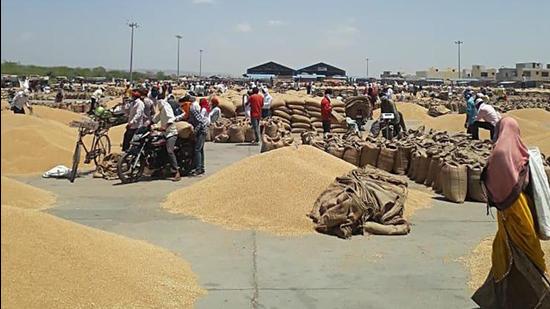 The protesting farmers unloaded wheat outside the office of the Mandi secretary in Karnal. File photo-ht/Representative use The protesting farmers unloaded wheat outside the office of the Mandi secretary in Karnal. File photo-ht/Representative use
