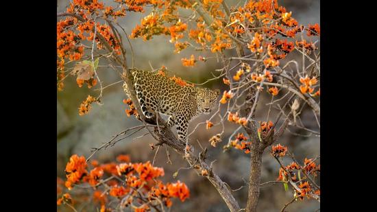 A leopard frolics on a palash tree in the Jawai Hills of Rajasthan. (PHOTO: HARI SOMASHEKAR) A leopard frolics on a palash tree in the Jawai Hills of Rajasthan. (PHOTO: HARI SOMASHEKAR)