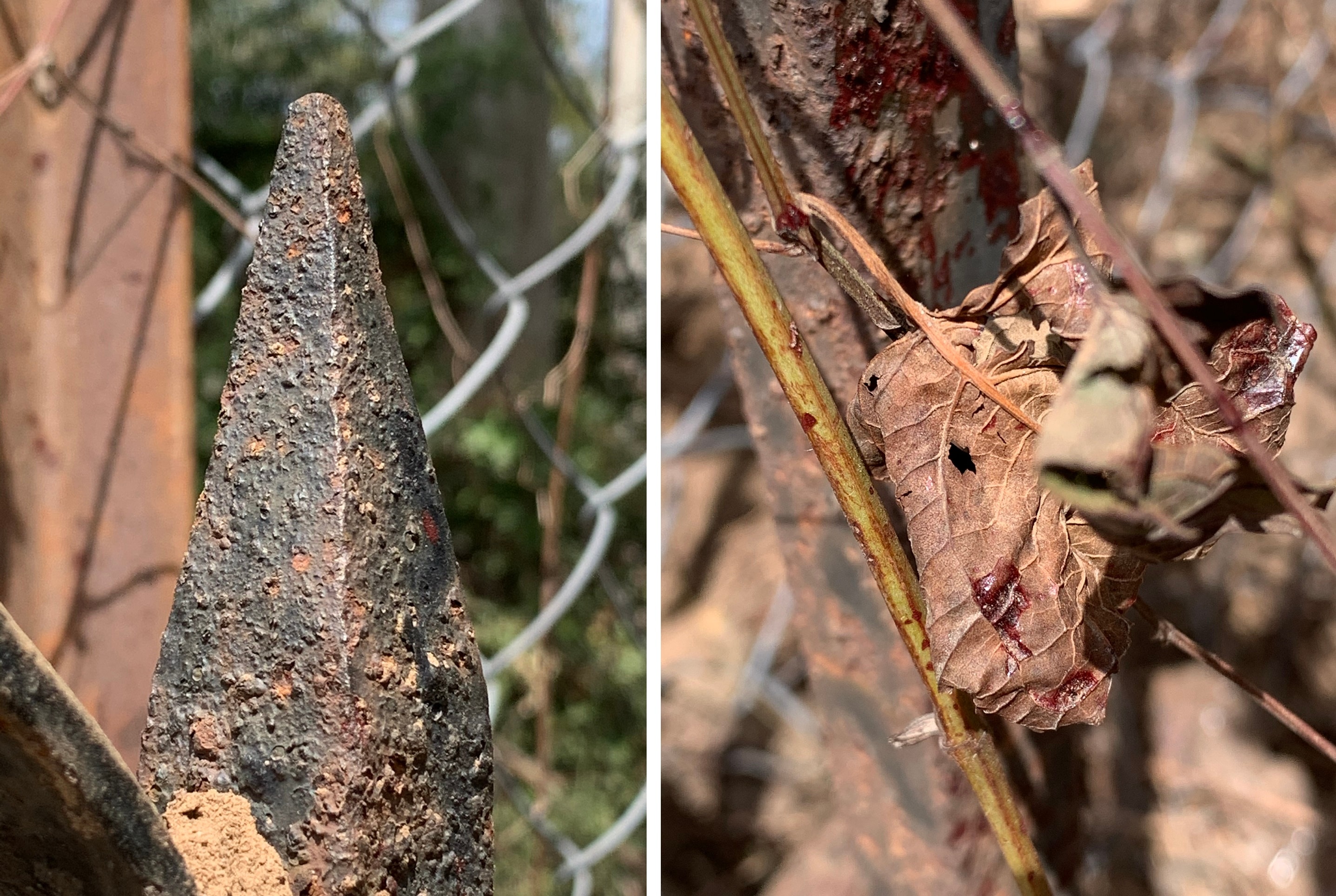 The blood-smeared fence spike; (right) a leaf daubed in the blood of the impaled Sambar’s dying struggles. (PHOTOS: VIKRAM JIT SINGH) The blood-smeared fence spike; (right) a leaf daubed in the blood of the impaled Sambar’s dying struggles. (PHOTOS: VIKRAM JIT SINGH)