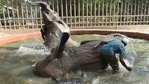 A zookeeper gives a bath to elephants inside their enclosure at Karachi Zoo during a heatwave, in Karachi.(AFP) A zookeeper gives a bath to elephants inside their enclosure at Karachi Zoo during a heatwave, in Karachi.(AFP)