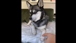 The image shows Skye the doggo.(Instagram/@lifewithkleekai) The image shows Skye the doggo.(Instagram/@lifewithkleekai)
