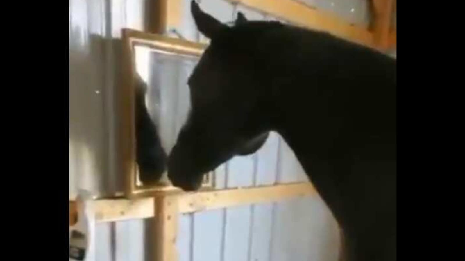 ‘Mirror, mirror on the wall’: Horse gets bamboozled after looking at ...