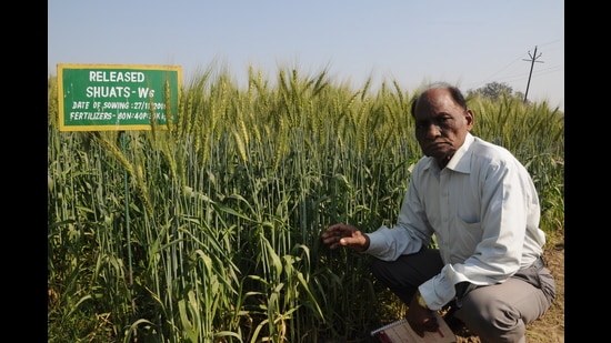 Prof Mahabal Ram with his wheat crops at SHUATS. (sourced)