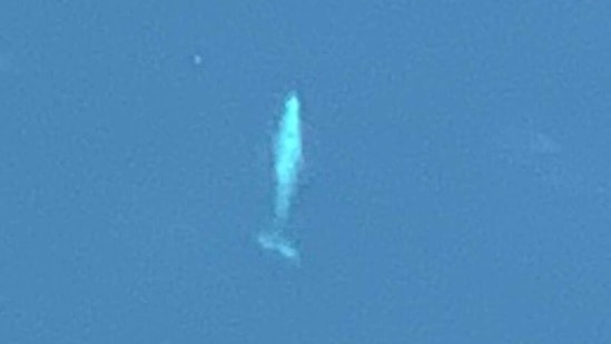 Twitter user Jasmine Childress shared this image and wrote she spotted the whale from a plane. (Twitter/@_JChildress) Twitter user Jasmine Childress shared this image and wrote she spotted the whale from a plane. (Twitter/@_JChildress)