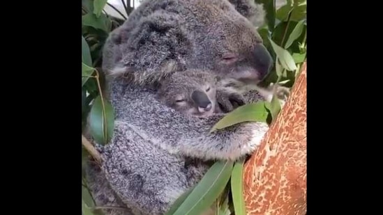 The image shows the baby koala and its mother,(Twitter/@susantananda3) The image shows the baby koala and its mother,(Twitter/@susantananda3)
