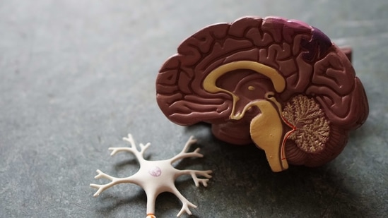 "Men and women's brains do differ slightly, but the key finding is that these distinctions are due to brain size, not sex or gender," researcher Dr Eliot said.(Unsplash) "Men and women's brains do differ slightly, but the key finding is that these distinctions are due to brain size, not sex or gender," researcher Dr Eliot said.(Unsplash)