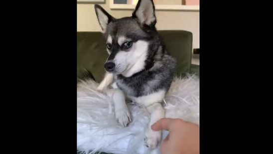 The image shows Skye the doggo. (Instagram/@lifewithkleekai) The image shows Skye the doggo. (Instagram/@lifewithkleekai)