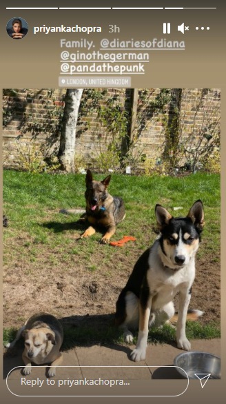 Priyanka Chopra and Nick Jonas' dogs Diana, Gino and Panda.