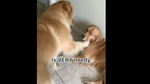The image shows Xena and Finn, the doggo siblings.(Instagram/@goldengirl_xena) The image shows Xena and Finn, the doggo siblings.(Instagram/@goldengirl_xena)
