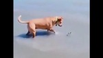 The image shows a doggo inspecting an object.(Reddit) The image shows a doggo inspecting an object.(Reddit)
