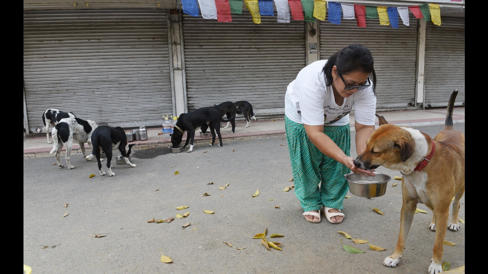 Lend the warmth of your heart to keep strays cool this summer | Latest News Delhi - Hindustan Times Lend the warmth of your heart to keep strays cool this summer | Latest News Delhi - Hindustan Times