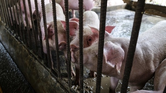 Pigs are sprayed with water inside a pen as part of routine cleaning and disinfection measures at a pig farm in Batangas City, the Philippines. (Bloomberg) Pigs are sprayed with water inside a pen as part of routine cleaning and disinfection measures at a pig farm in Batangas City, the Philippines. (Bloomberg)