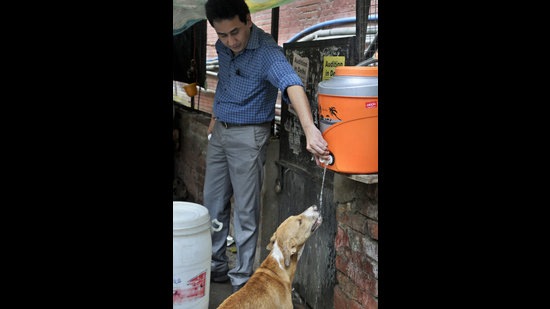 Lend the warmth of your heart to keep strays cool this summer | Latest News Delhi - Hindustan Times Lend the warmth of your heart to keep strays cool this summer | Latest News Delhi - Hindustan Times