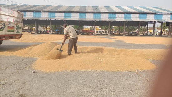 Labourers spreading wheat crop at a grain market in Karnal (Haryana) to bring down moisture content in it. (HT PHOTO) Labourers spreading wheat crop at a grain market in Karnal (Haryana) to bring down moisture content in it. (HT PHOTO)