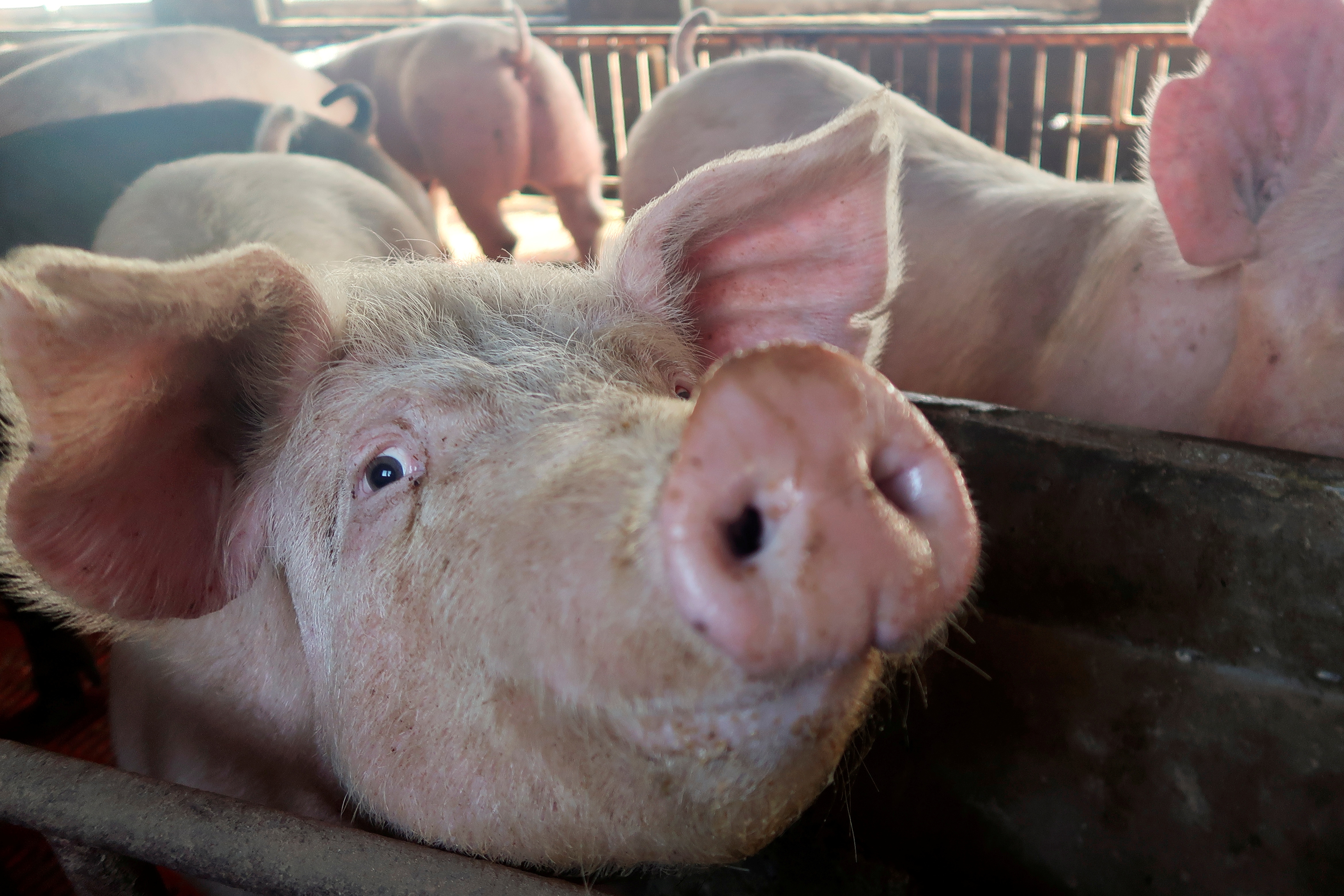 Pigs are seen on a family farm in Xiaoxinzhuang village, Hebei province, China. (Reuters)