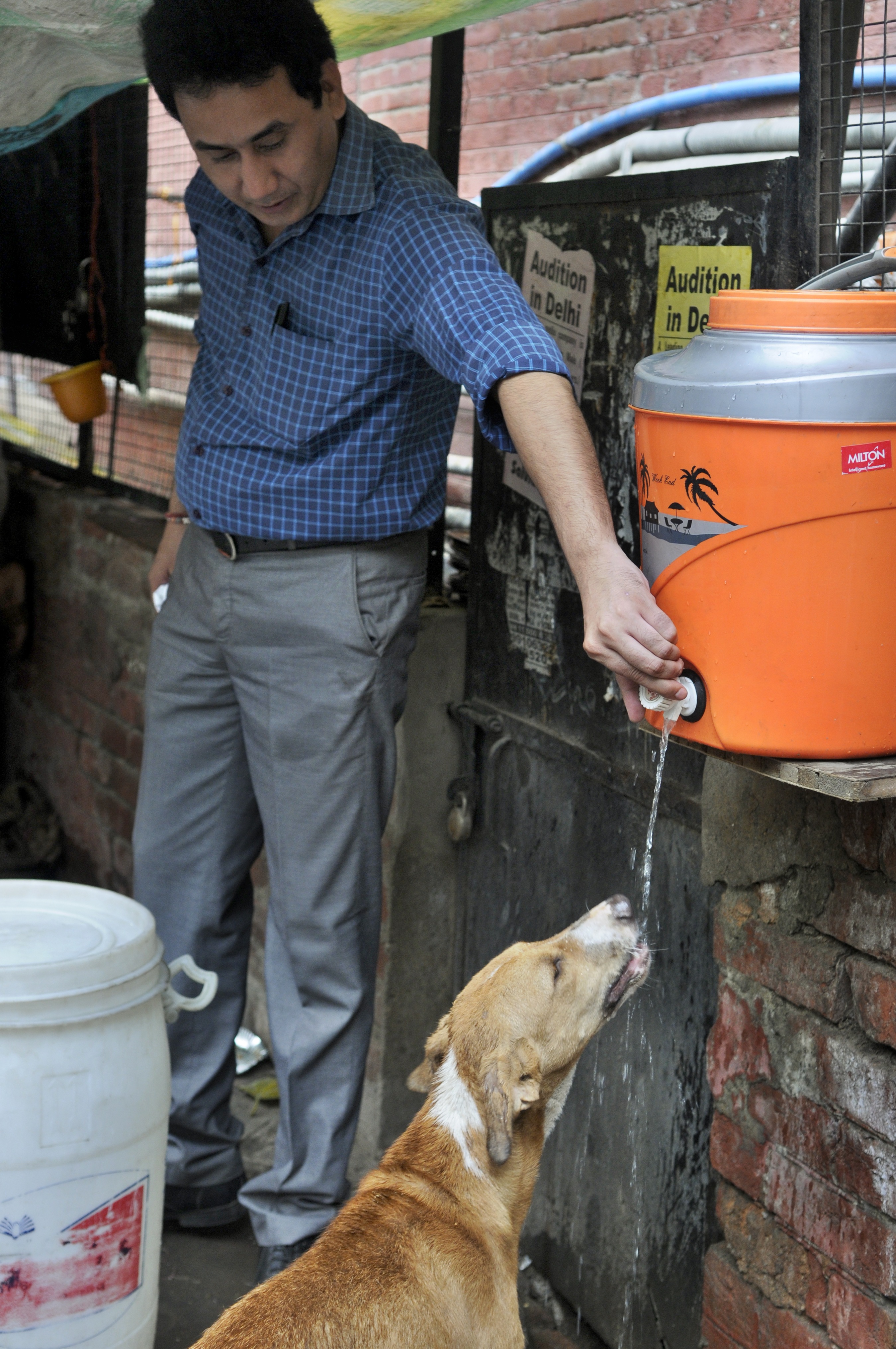 It’s important to ensure that strays are provided access to clean water, to prevent them from facing dehydration. (Photo: Sushil Kumar/HT) It’s important to ensure that strays are provided access to clean water, to prevent them from facing dehydration. (Photo: Sushil Kumar/HT)