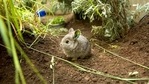 The image shows the fluffy tiny being shared by Oregon Zoo.(Twitter/@oregonzoo) The image shows the fluffy tiny being shared by Oregon Zoo.(Twitter/@oregonzoo)