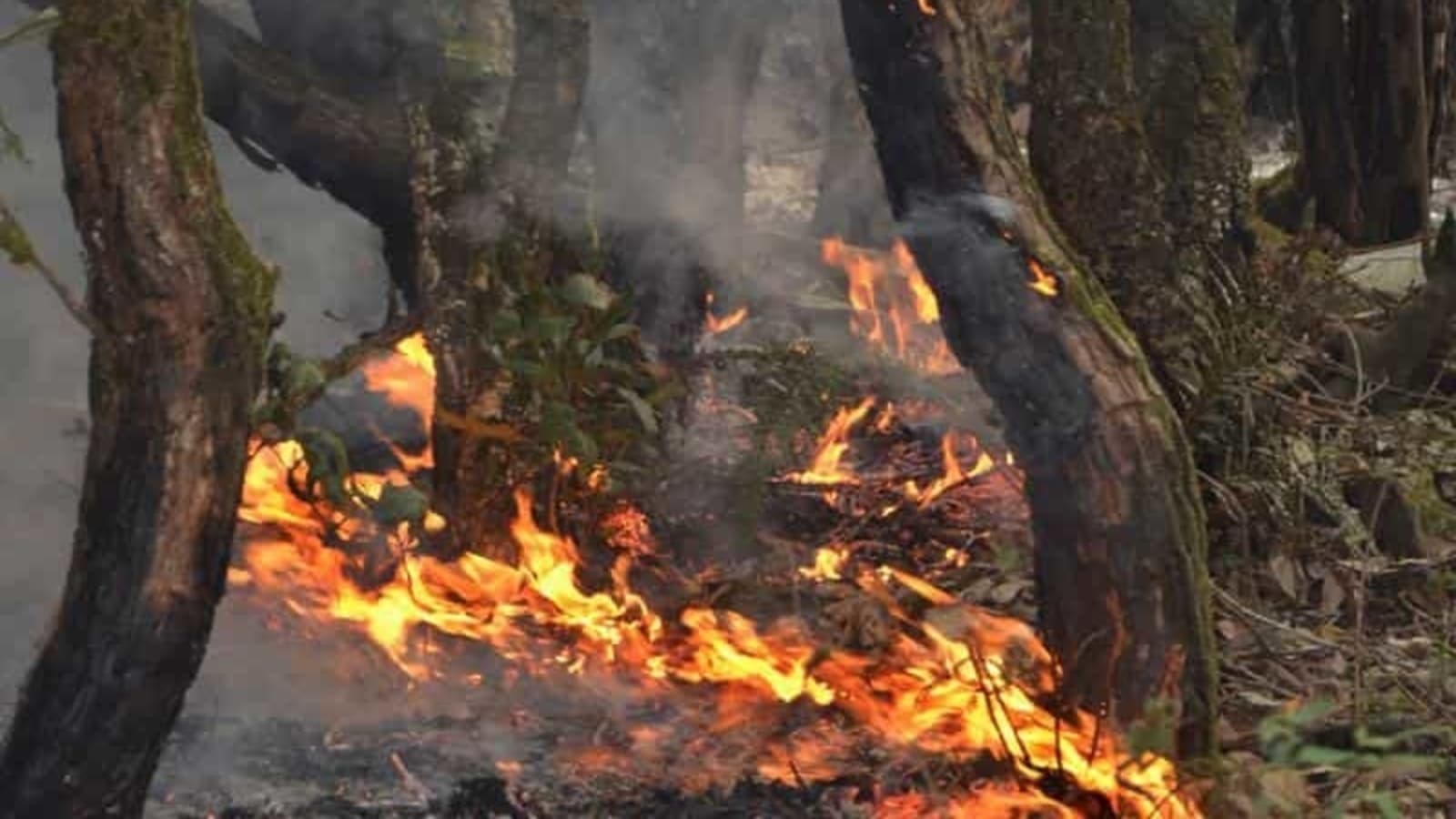 Lack of strategy impedes fight against forest fires