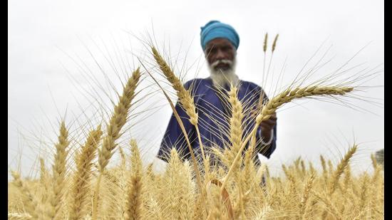 Wheat procurement: Uncertainty over mode of payment haunts farmers