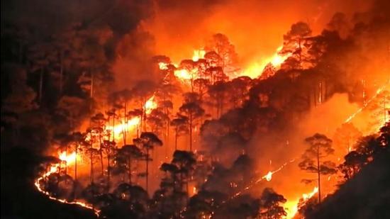 From 2000 to April 5 this year, the hill state has lost 49,231 hectares of forest land to forest fires. (HT Photo) From 2000 to April 5 this year, the hill state has lost 49,231 hectares of forest land to forest fires. (HT Photo)