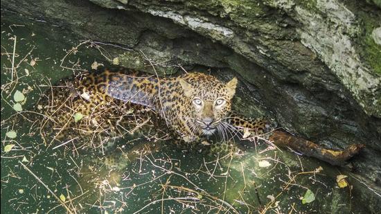 Residents in Vadgaon Kandali village alerted the forest department about the incident on Monday, after hearing the leopard’s distressed cries (WILDLIFE SOS)