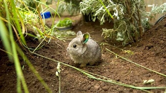 The image shows the fluffy tiny being shared by Oregon Zoo.(Twitter/@oregonzoo) The image shows the fluffy tiny being shared by Oregon Zoo.(Twitter/@oregonzoo)