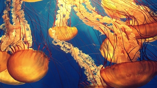 Research published Monday finds that the total number of open-water species declined by about half in the 40 years up to 2010 in tropical marine zones worldwide.(Unsplash) Research published Monday finds that the total number of open-water species declined by about half in the 40 years up to 2010 in tropical marine zones worldwide.(Unsplash)