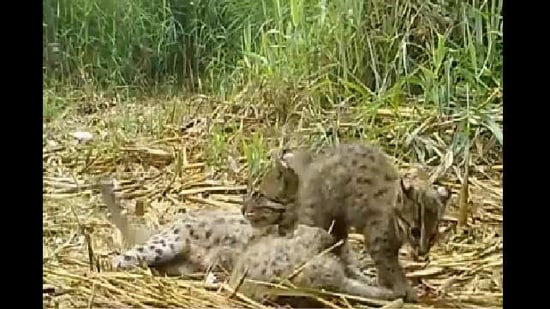 The image shows the family of fishing cats.(Twitter/@susantananda3)