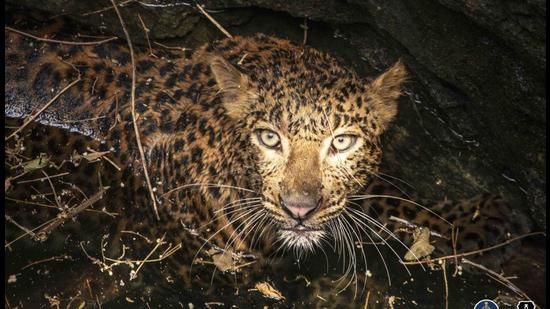 Leopard falls in 40-feet-deep well in Pune, finally pulled out by rescuers Leopard falls in 40-feet-deep well in Pune, finally pulled out by rescuers