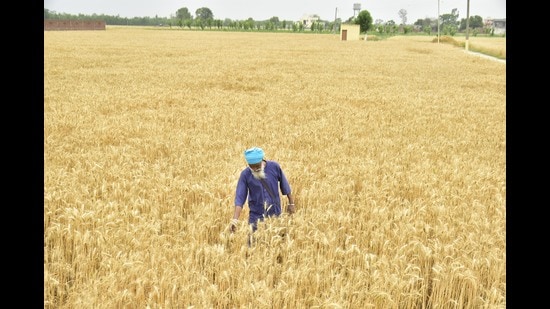 A farmer checking his wheat crop in a field in Amritsar district on Tuesday. (Sameer Sehgal /HT) A farmer checking his wheat crop in a field in Amritsar district on Tuesday. (Sameer Sehgal /HT)