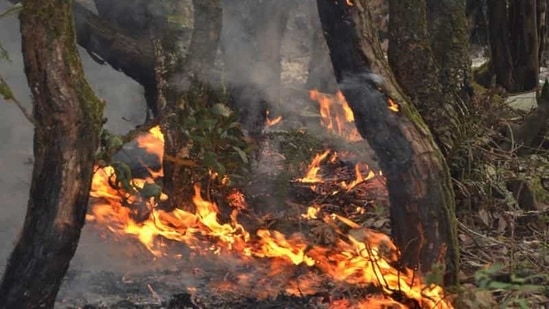 Since January, the state has reported 1,130 forest fire incidents, which in total ravaged 1,540 hectares of forest land, the highest since all of 2018. Since January, the state has reported 1,130 forest fire incidents, which in total ravaged 1,540 hectares of forest land, the highest since all of 2018.