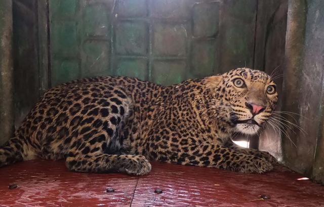 The resued leopard was transferred to Wildlife SOS’s Leopard Rescue Centre for medical examination. (WILDLIFE SOS) The resued leopard was transferred to Wildlife SOS’s Leopard Rescue Centre for medical examination. (WILDLIFE SOS)