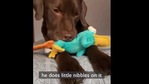 The image shows the good boy with his toy.(Reddit/beluuuuuuga) The image shows the good boy with his toy.(Reddit/beluuuuuuga)