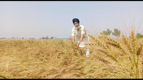 A farmer, Tejinder Singh, checking the extent of damage to his wheat crop after a thunderstorm swept across Bathinda district on Tuesday night. (Sanjeev Kumar/HT) A farmer, Tejinder Singh, checking the extent of damage to his wheat crop after a thunderstorm swept across Bathinda district on Tuesday night. (Sanjeev Kumar/HT)