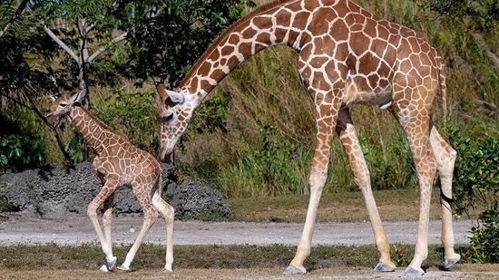 In this photo provided by Zoo Miami, an unnamed male calf walks with his mother at the zoo.(AP)